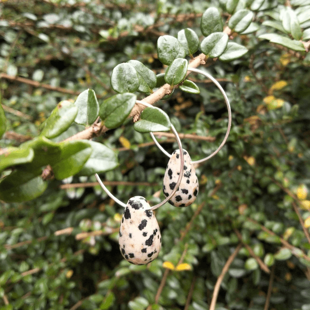 Dalmatian Jasper